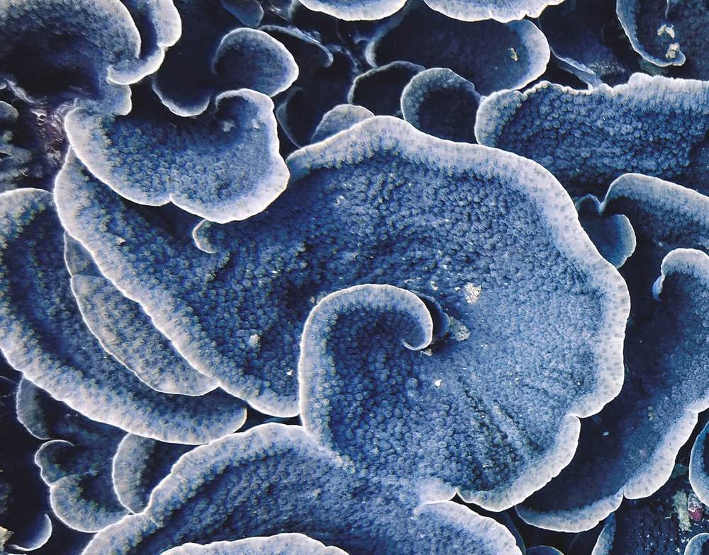 Creme viso per pelle giovane e luminosa